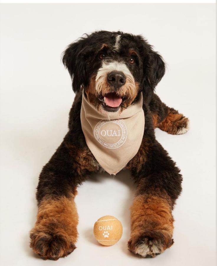 Dog wearing an OUAI bandana beside a branded tennis ball